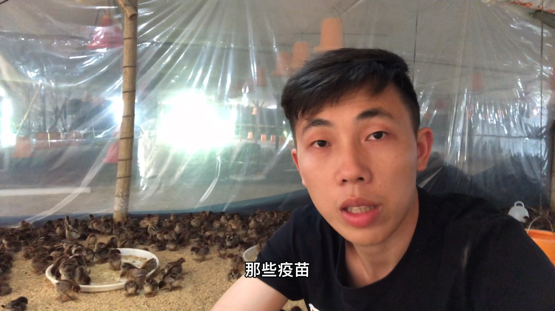 脱温鸡养殖视频分享第五期,雏鸡第一次疫苗如何选择与接种方法