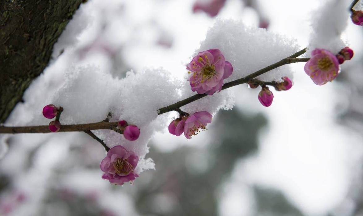 这两天寒流来袭,看到小区院子里梅花正迎雪盛开,不觉浮想联翩,想到大