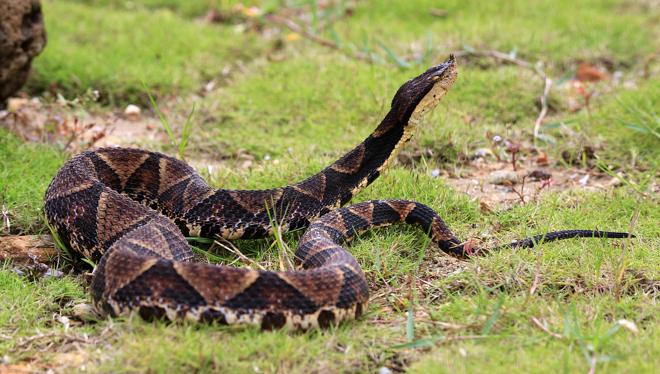 贵州的蛇类图片