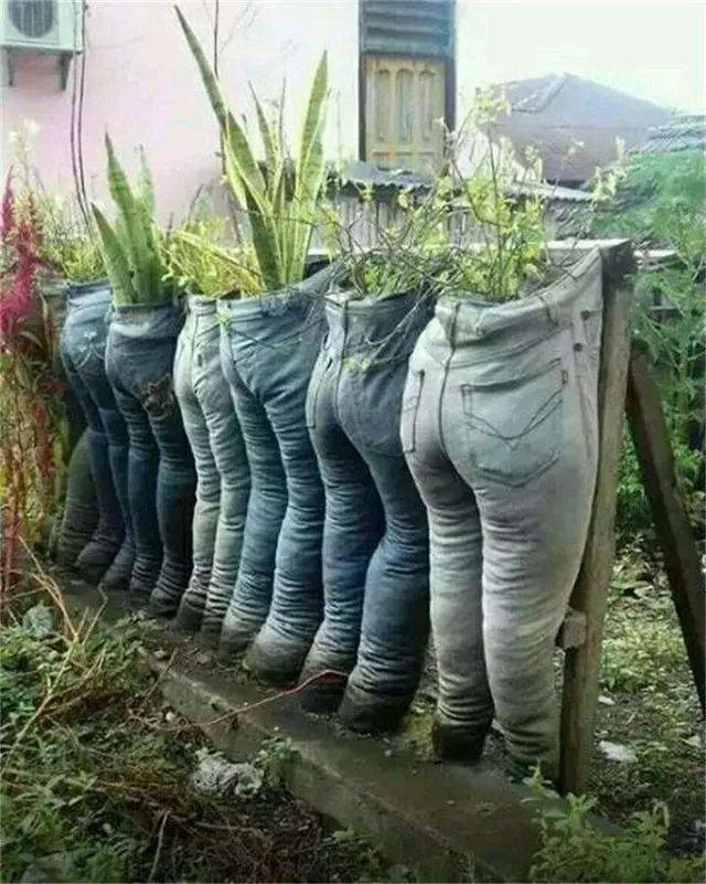 陶盆养花太没创意了,牛仔裤里种点花,废物利用有趣味