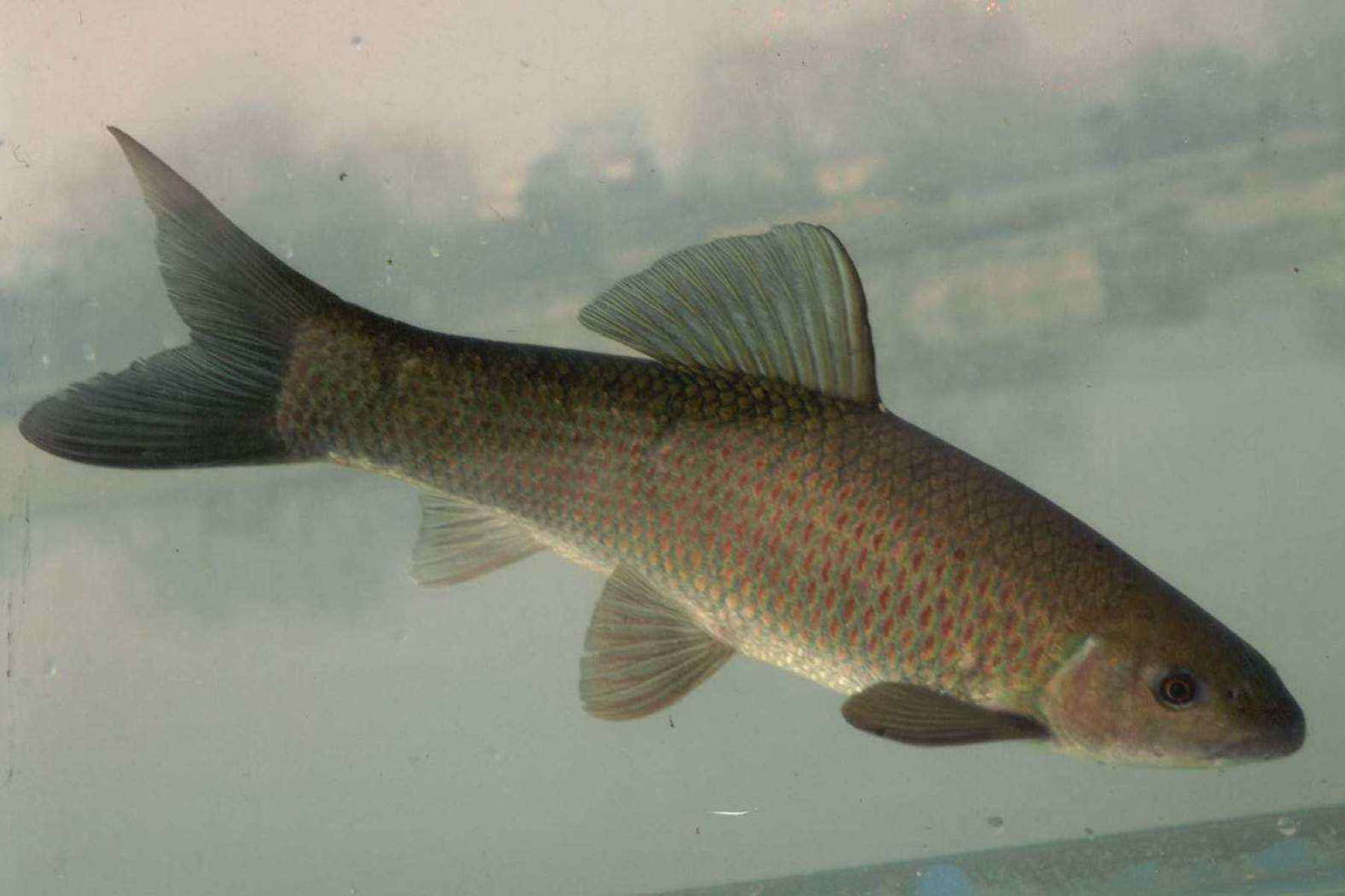 百度爱采购首页 商品专题_饵料青鱼是鲤科鱼类的一种,属于大型淡水鱼