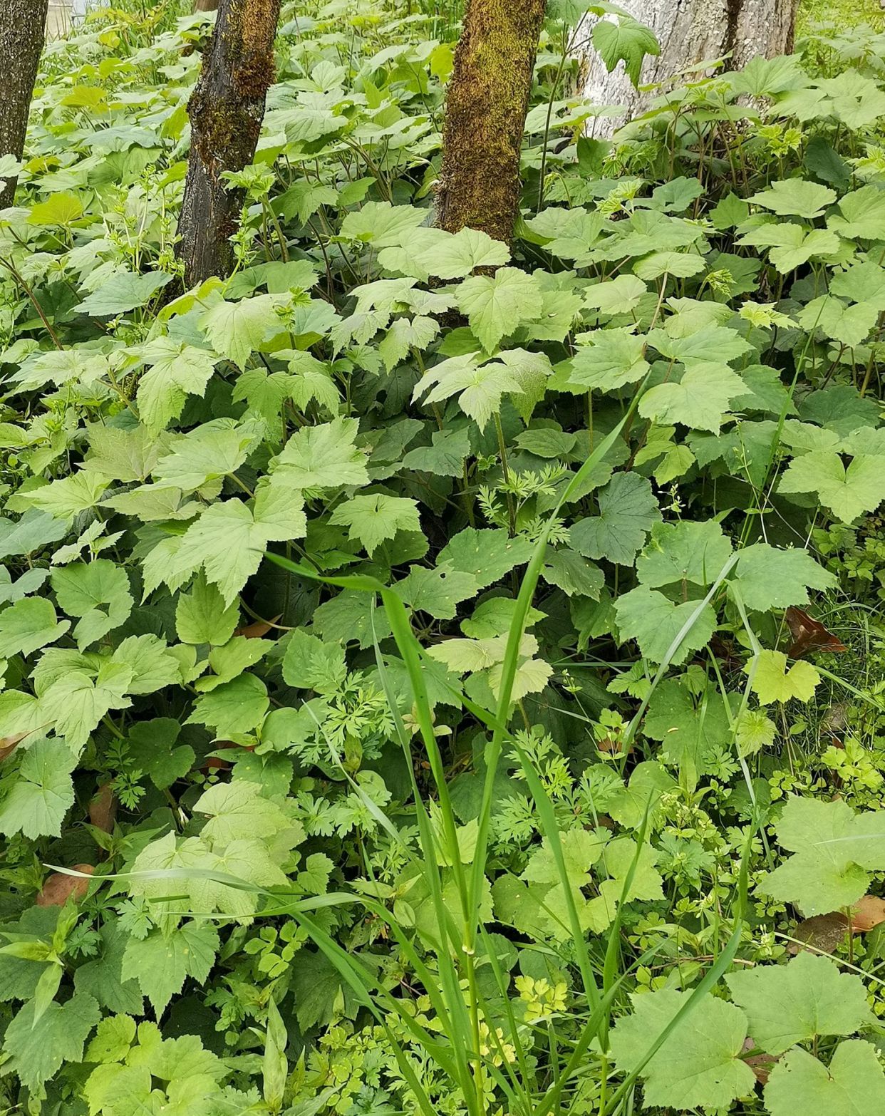 峨眉山野生药材系列——维纳斯的爱情之花:野棉花