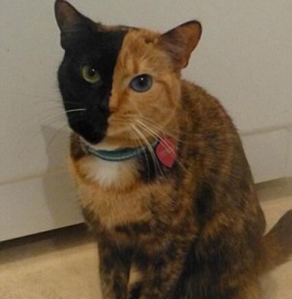 实拍天生阴阳脸双面猫,两边脸颜色不同,就连眼睛颜色也不一样