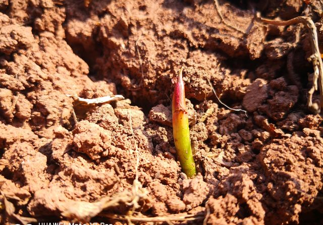 土地里的折耳根长出新芽了,新年吃点凉拌的野菜也是一份美味