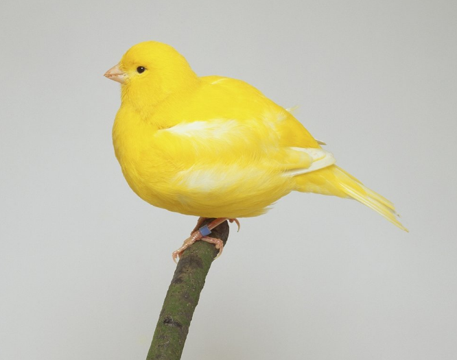 金丝雀孵卵,由雌鸟担任,孵化期14～16天