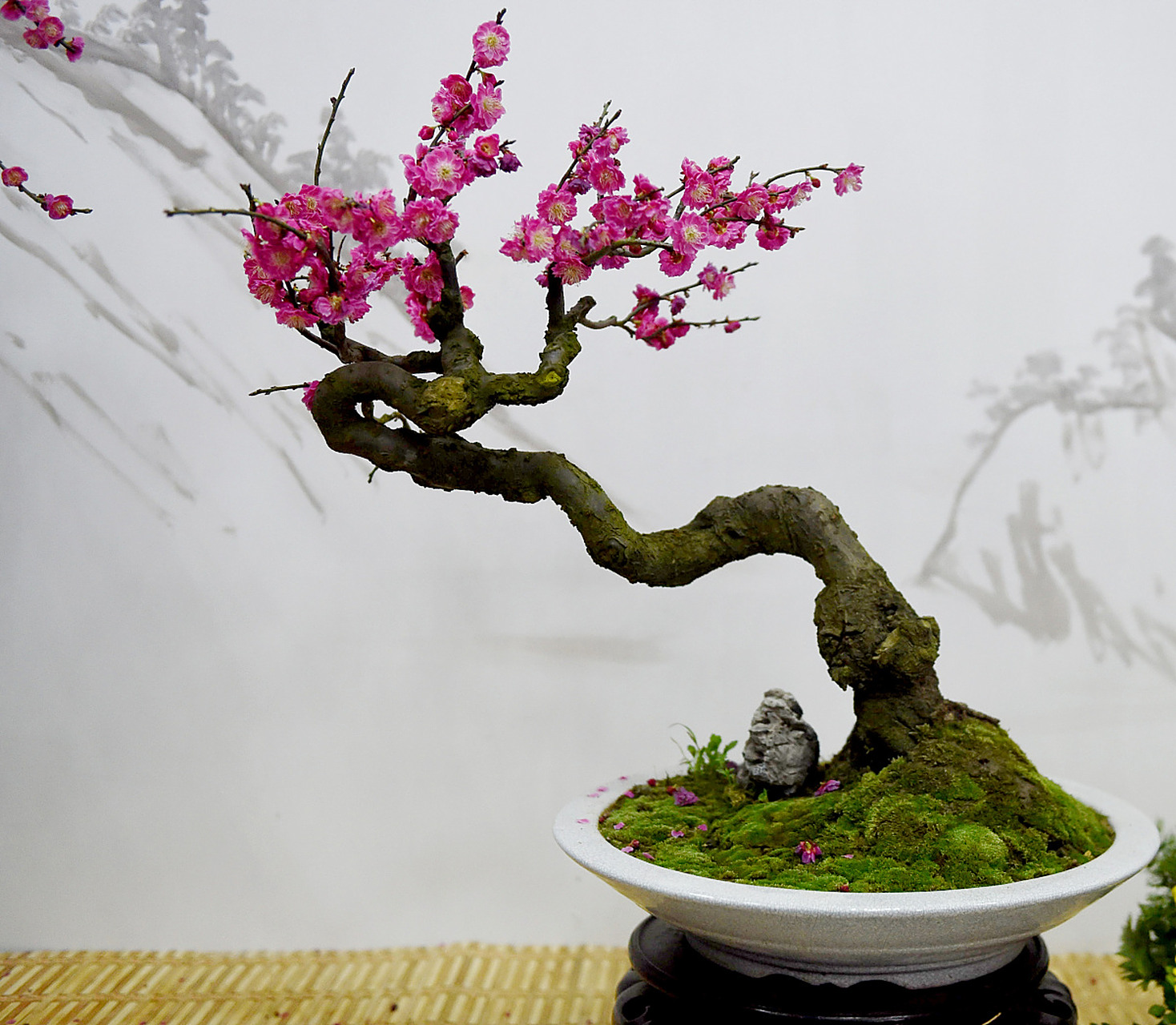 寻找百度ai写手计划# 最好看的梅花排行榜  11566 江南宫粉