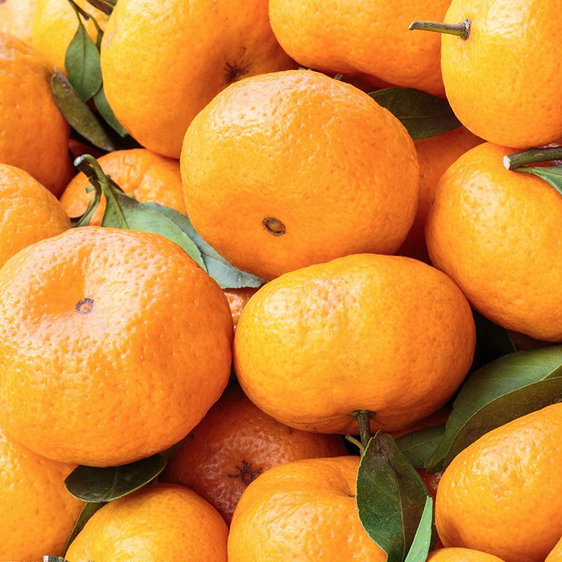 皇帝御用的贡柑,它的种植方法和技巧