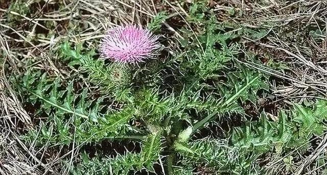 农村这种野草长满了刺,根部却是个宝贝,可食用可药用,你知道吗?