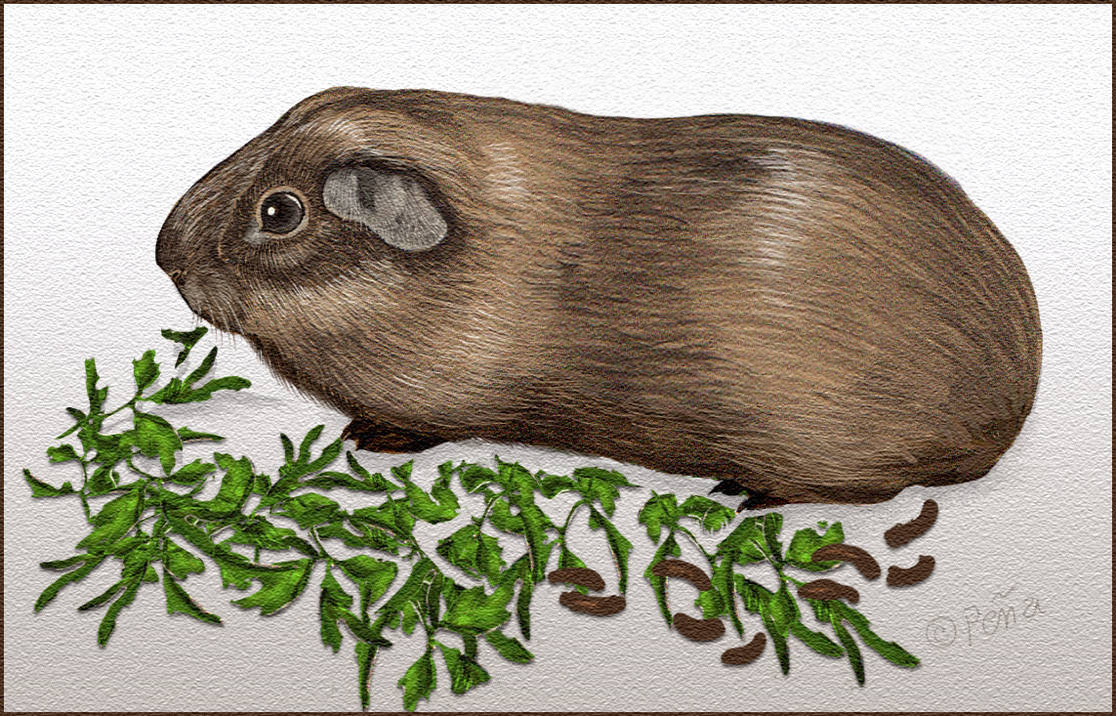 精美的动物手绘,画师reptangle作品欣赏