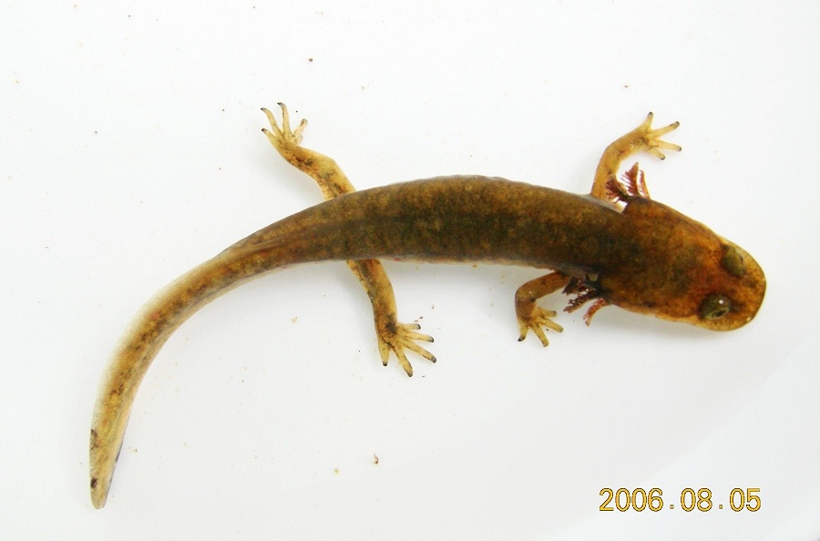 满洲小鲵知识免费科普,看一看你了解多少?