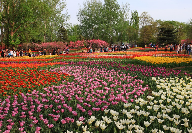 回忆北京植物园郁金香花海,色彩的视觉盛宴