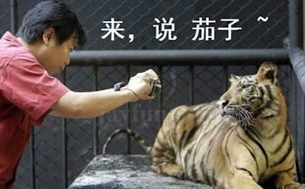 这样直接举到老虎面前,就为了给老虎拍照,不可谓勇气可嘉啊!