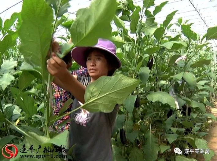 遂平益农庄园铺就贫困群众致富路