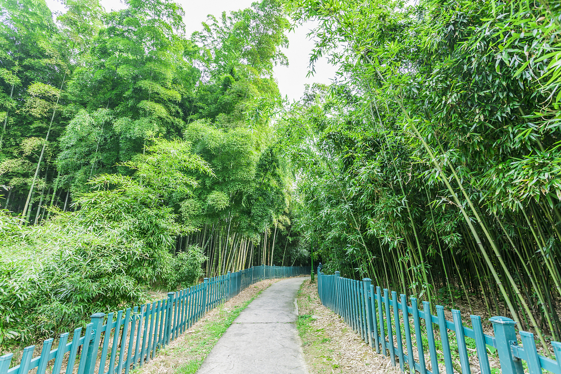 重庆渝北大竹林图片