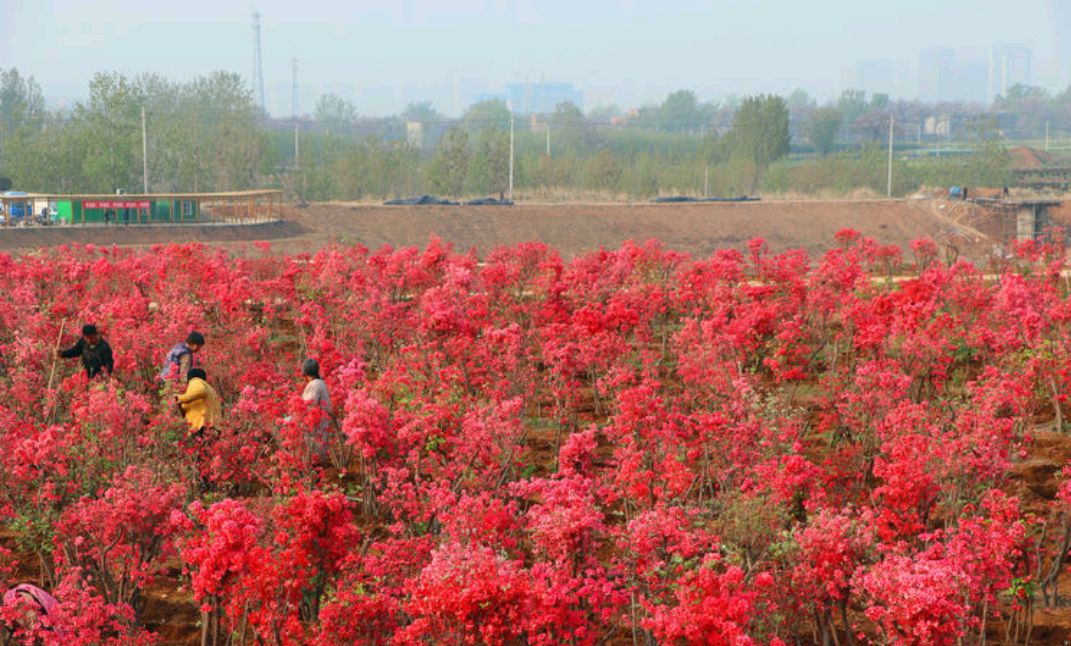 河南·汝州首届龙山杜鹃花节盛大开幕