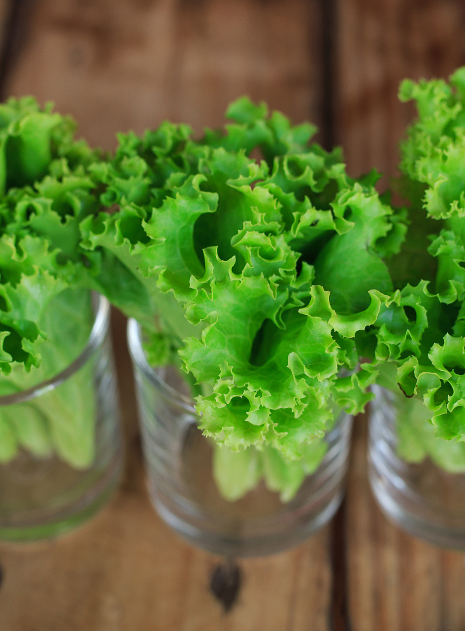 水培生菜生长快速,易于管理,减少土壤传播病害.