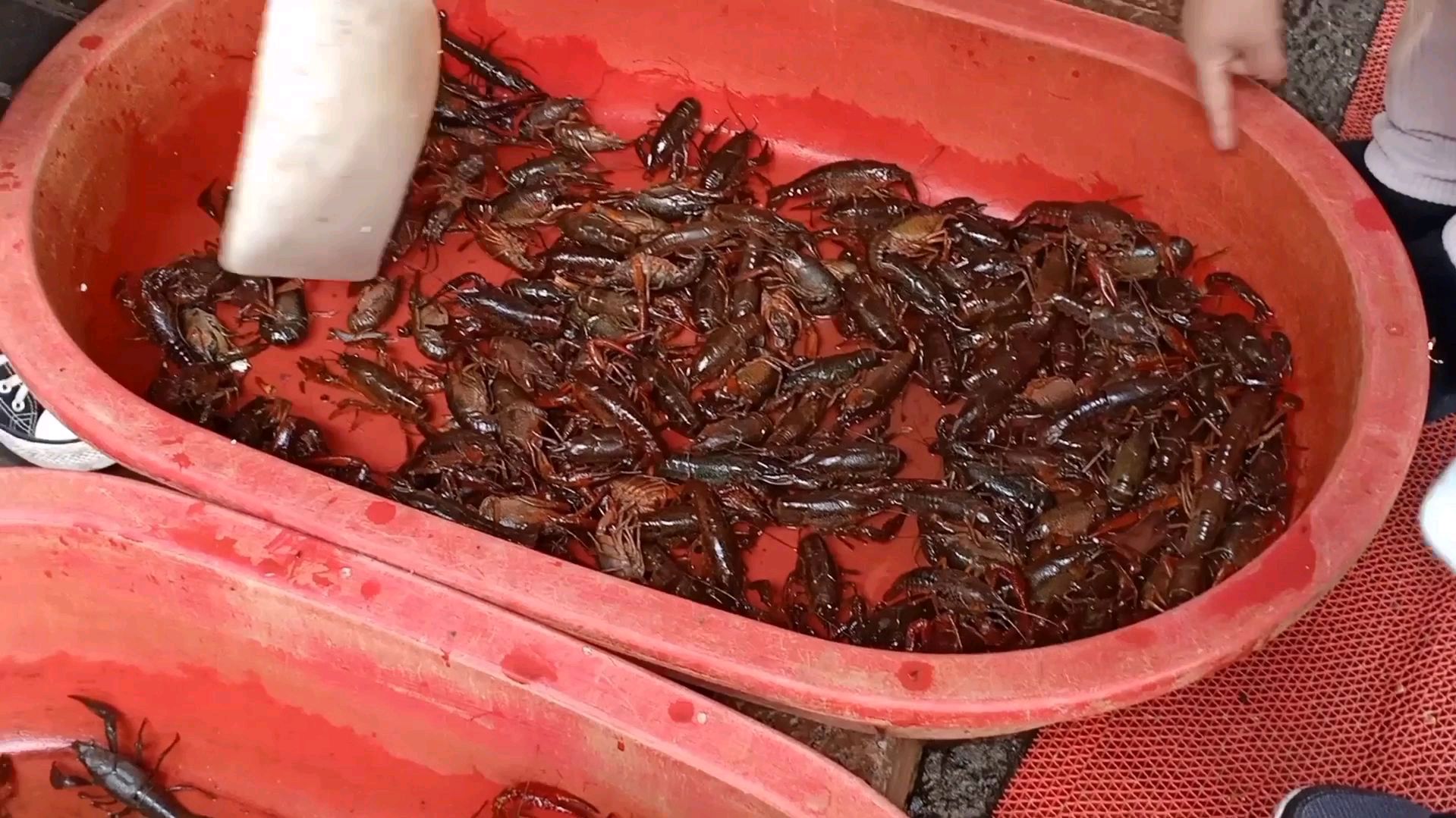 这个季节,教你怎么去菜市场买龙虾,永远都不会买错