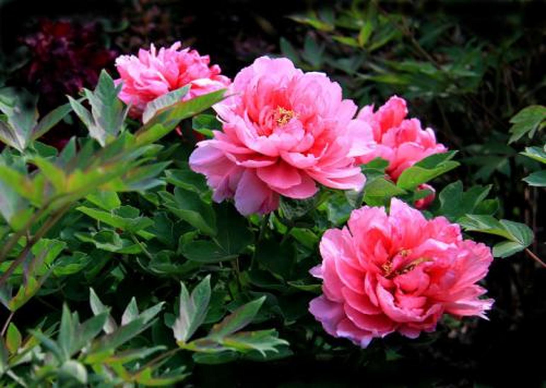 洛阳牡丹花会,2019洛阳牡丹花会时间:4月5日-5月5日(阳历).