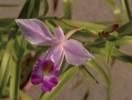 6月养花,就养"鸟仔花",花开如"飞鸟",一见光就爆满花