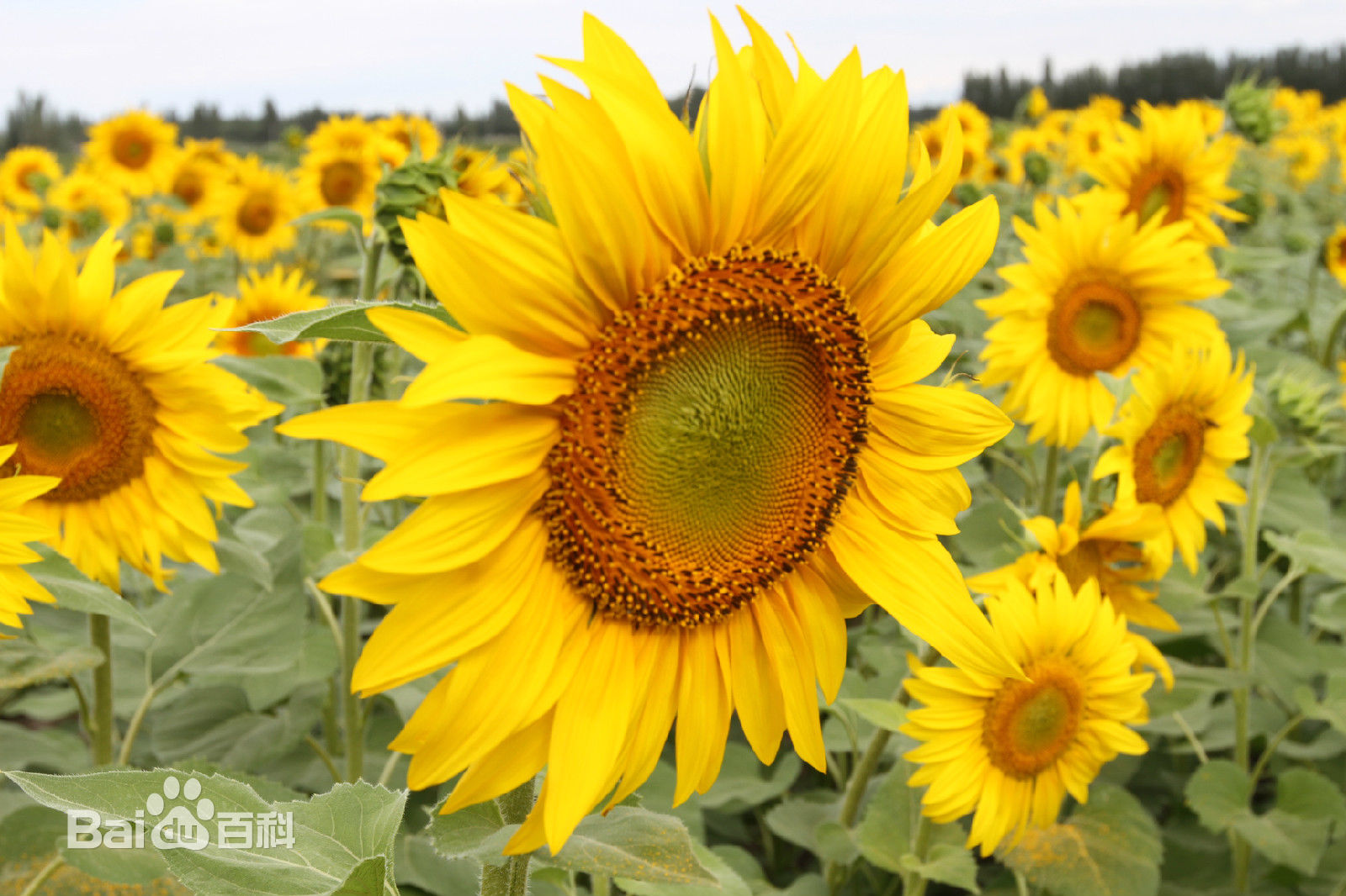 俄罗斯国花:向日葵及其植物文化