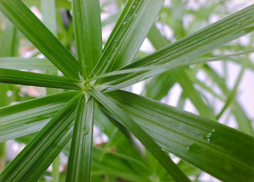伞竹的养殖方法图片图片