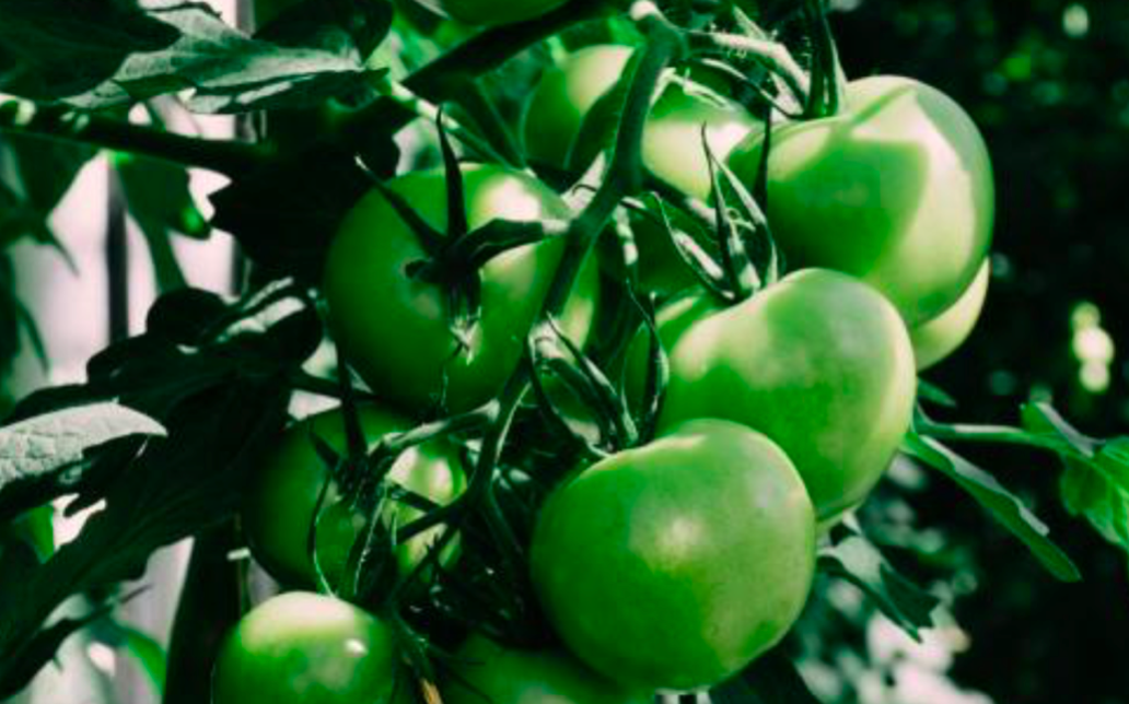 这种西红柿是绿色的,俗称"贼不偷",超市售价二十一斤