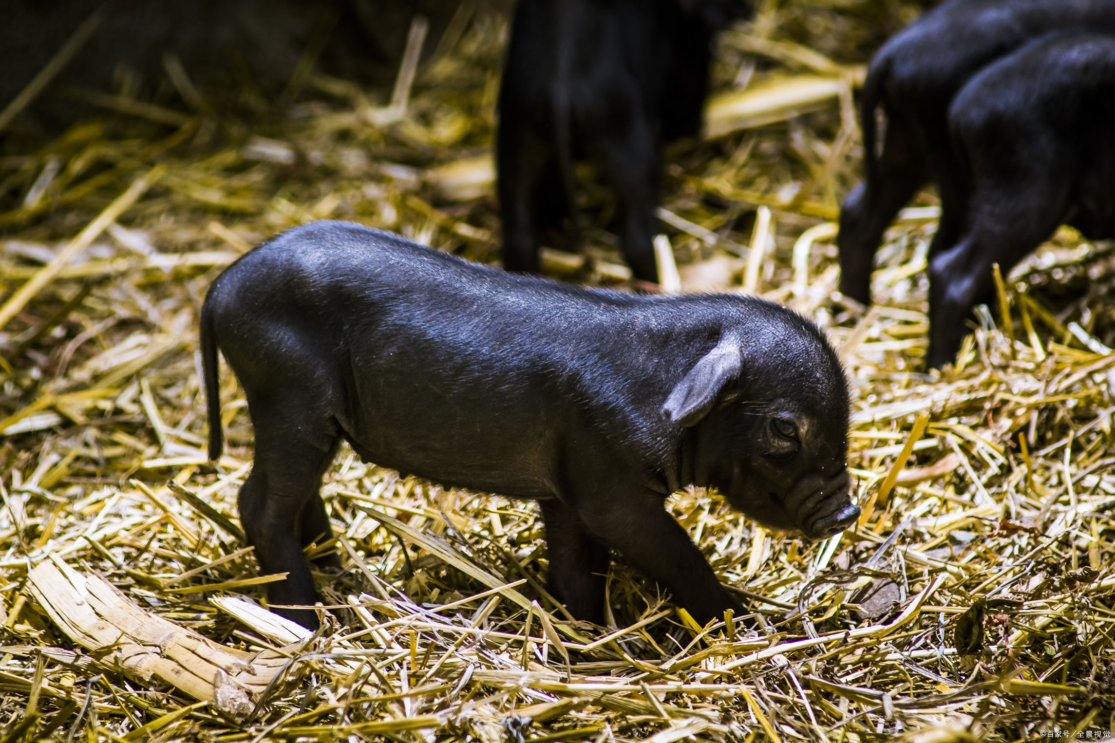 猪仔长2个月有多种 - 2020年最新商品信息聚合专区 - 百度爱采购