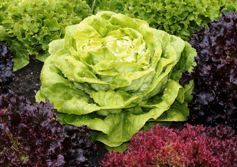 要种植莴苣,先了解莴苣生物学特性及对栽培条件的要求吧