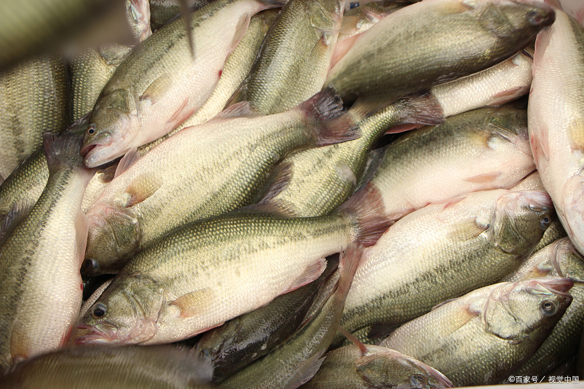 清蒸鲈鱼小技巧,隔三差五蒸一条,孩子吃了长个又聪明