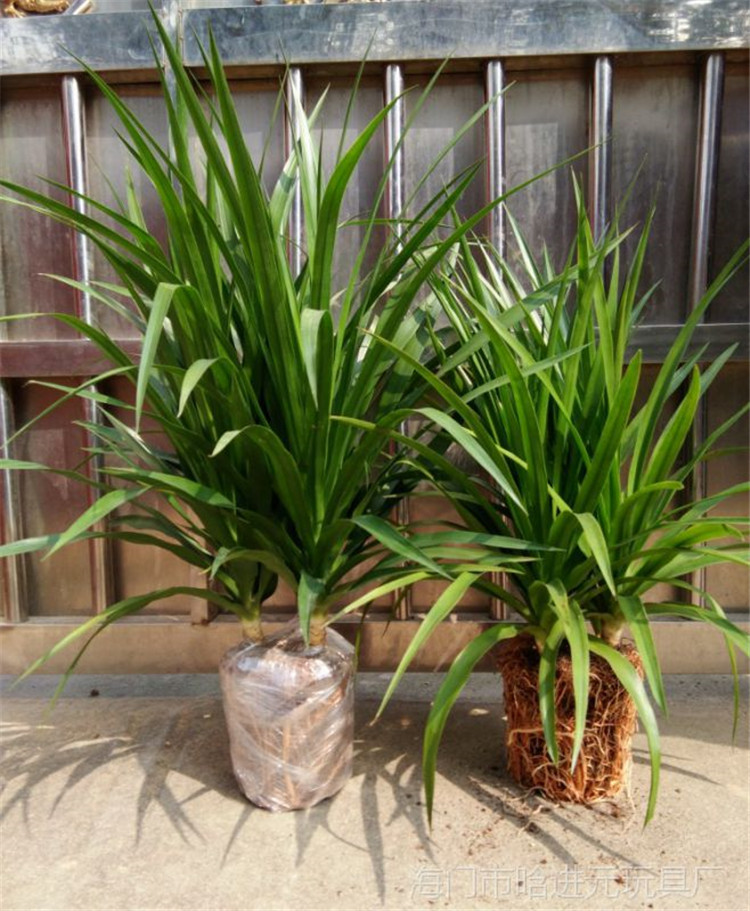分享给大家一些自身栽种龙须兰的经验心得