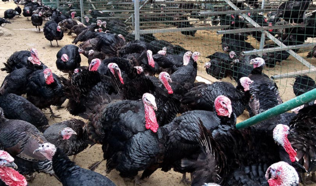 养殖场数千只火鸡听人的喊声齐声叫,你喊一声它叫一下齐刷刷的