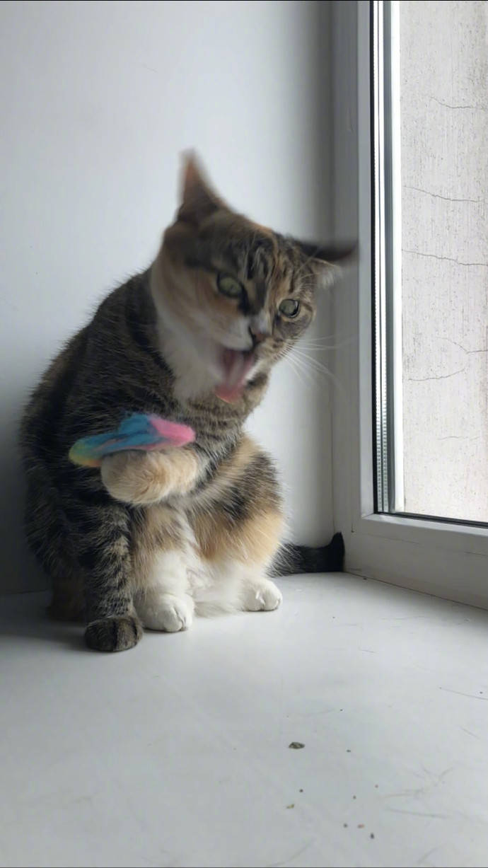 猫咪抱着洗碗布表情狰狞,真的像要吐了,主人:真是好奇害死猫!