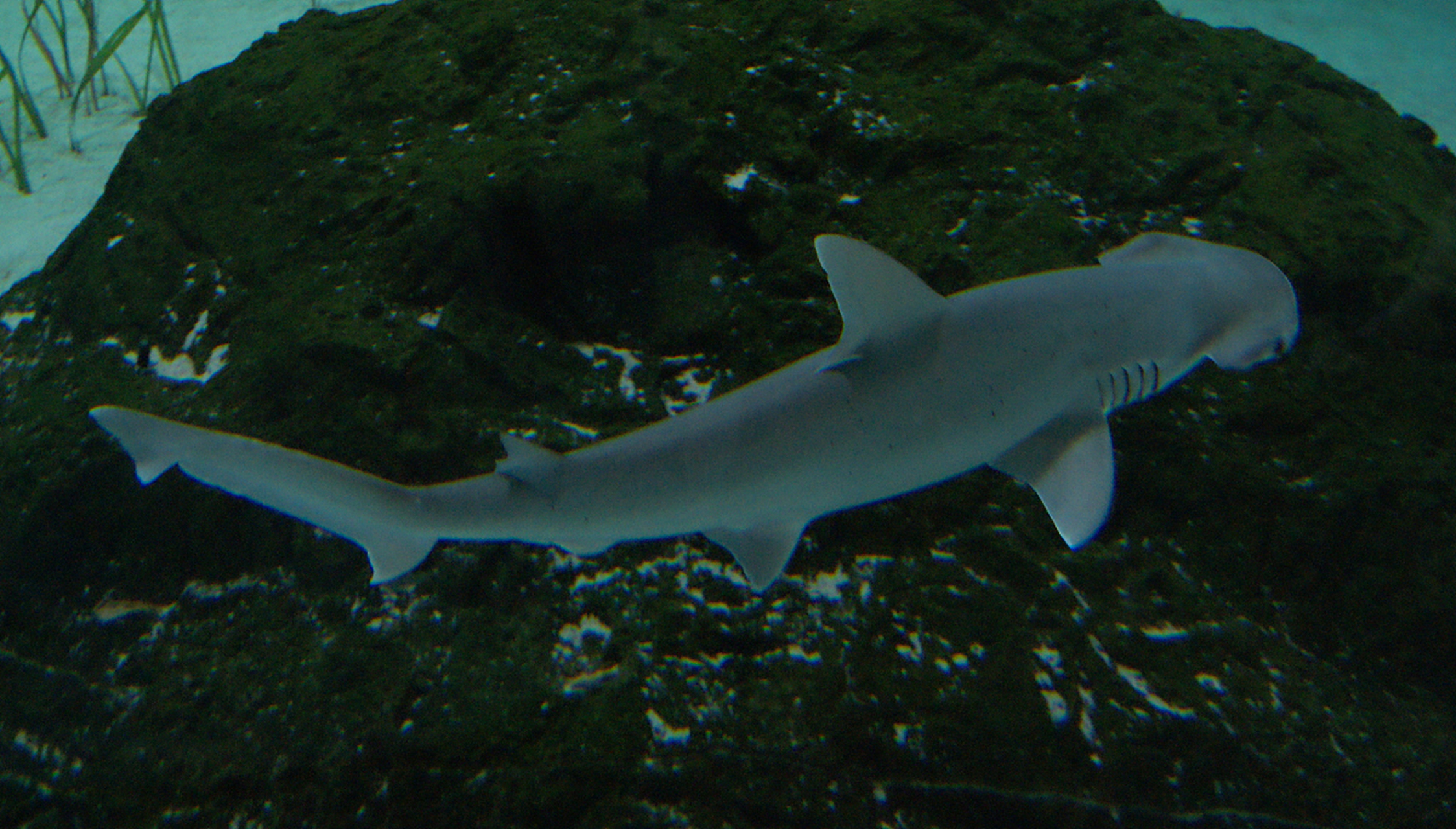 最大个体可大18米,巨齿鲨的身体圆滚滚的,体重在27-59吨之间,但有专家