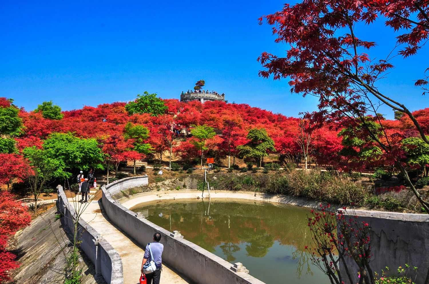 重庆五洲园春季红枫风景实拍