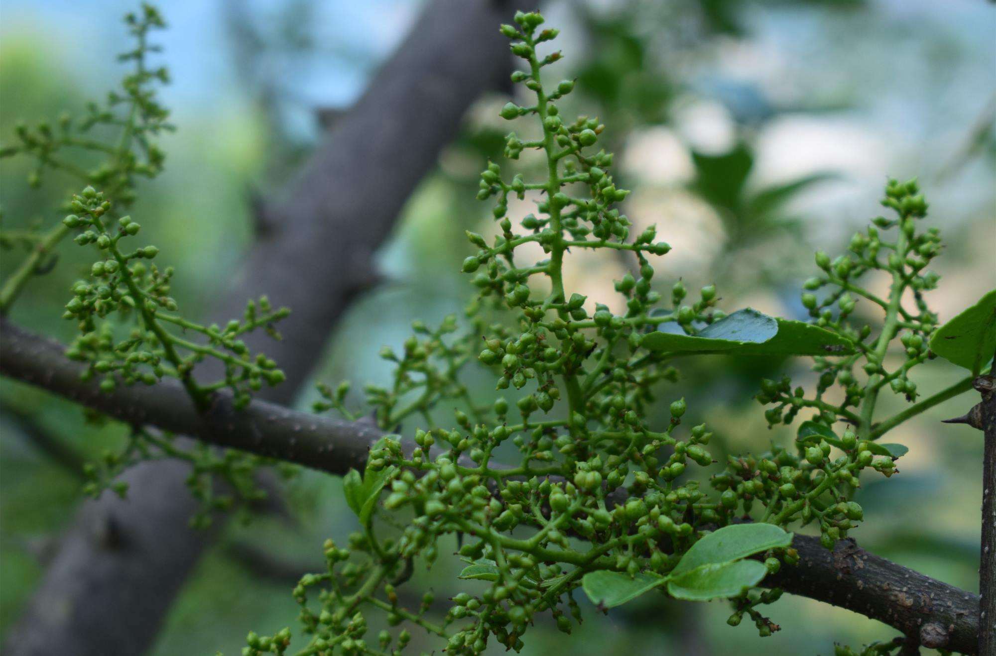 藤椒还是一种药材?想要种植好藤椒,离不开这4点种植方法!