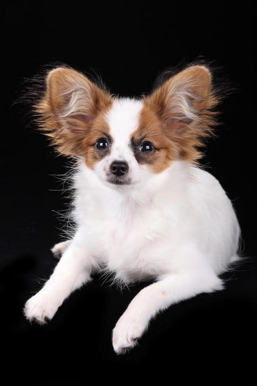 853_1280竖版 竖屏