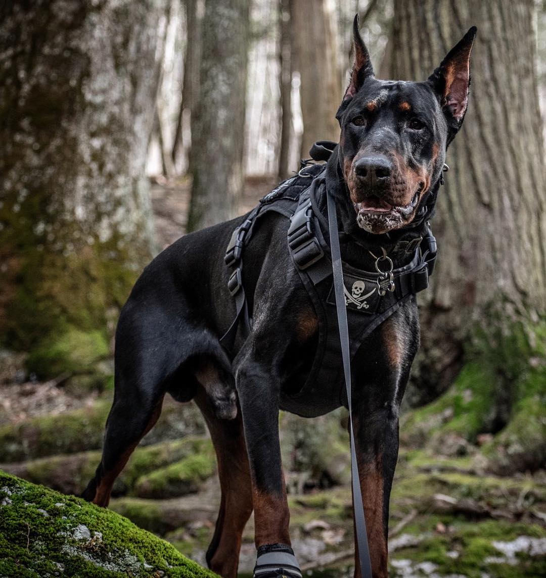 杜宾犬 写真图片