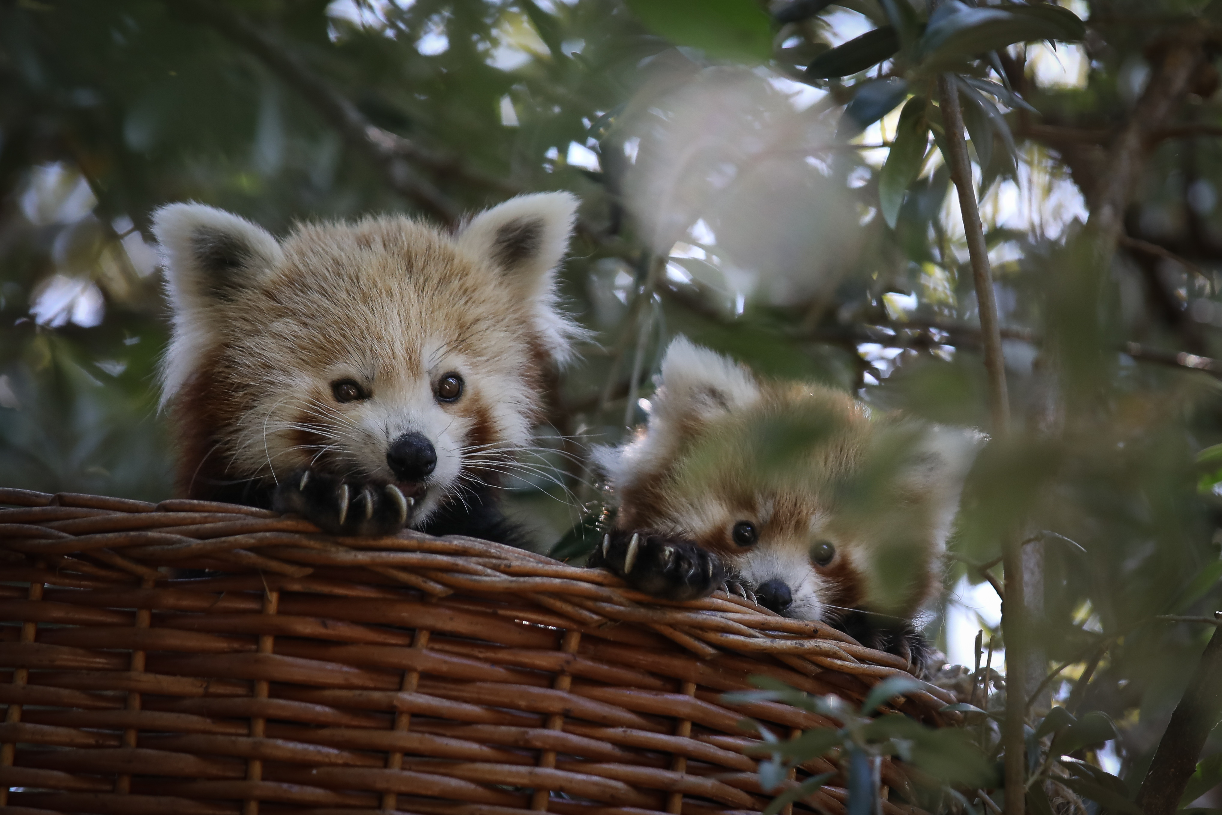 里斯本动物园的小熊猫(6)