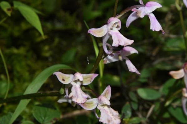 有一种奇特植物,仅长一个叶片,花如飞翔的和平鸽,入药叫独叶参