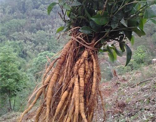 大力薯薯 - 2020年最新商品信息聚合专区 - 百度爱采购