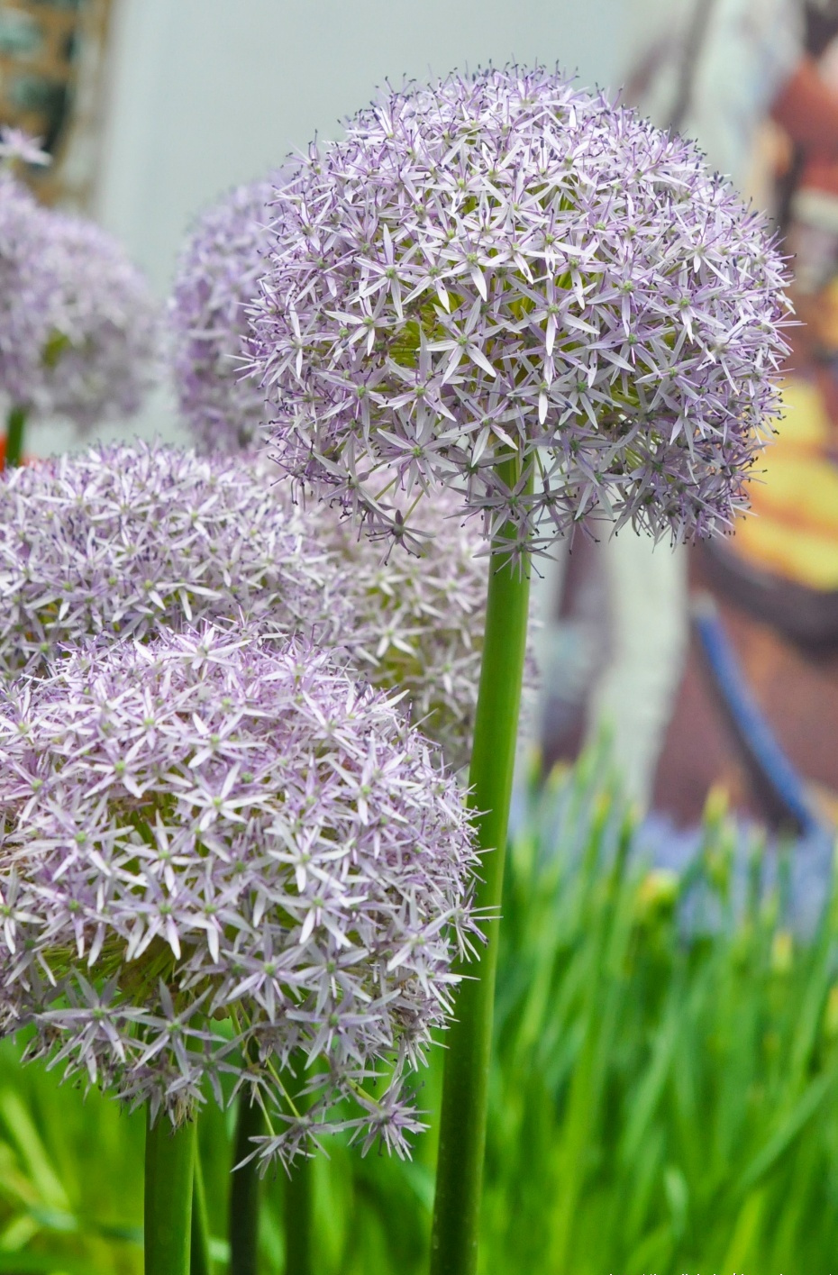 小众花材:花材花语集锦