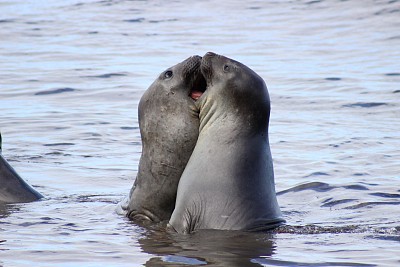沙滩现海象打架,互相撕咬场面惊险