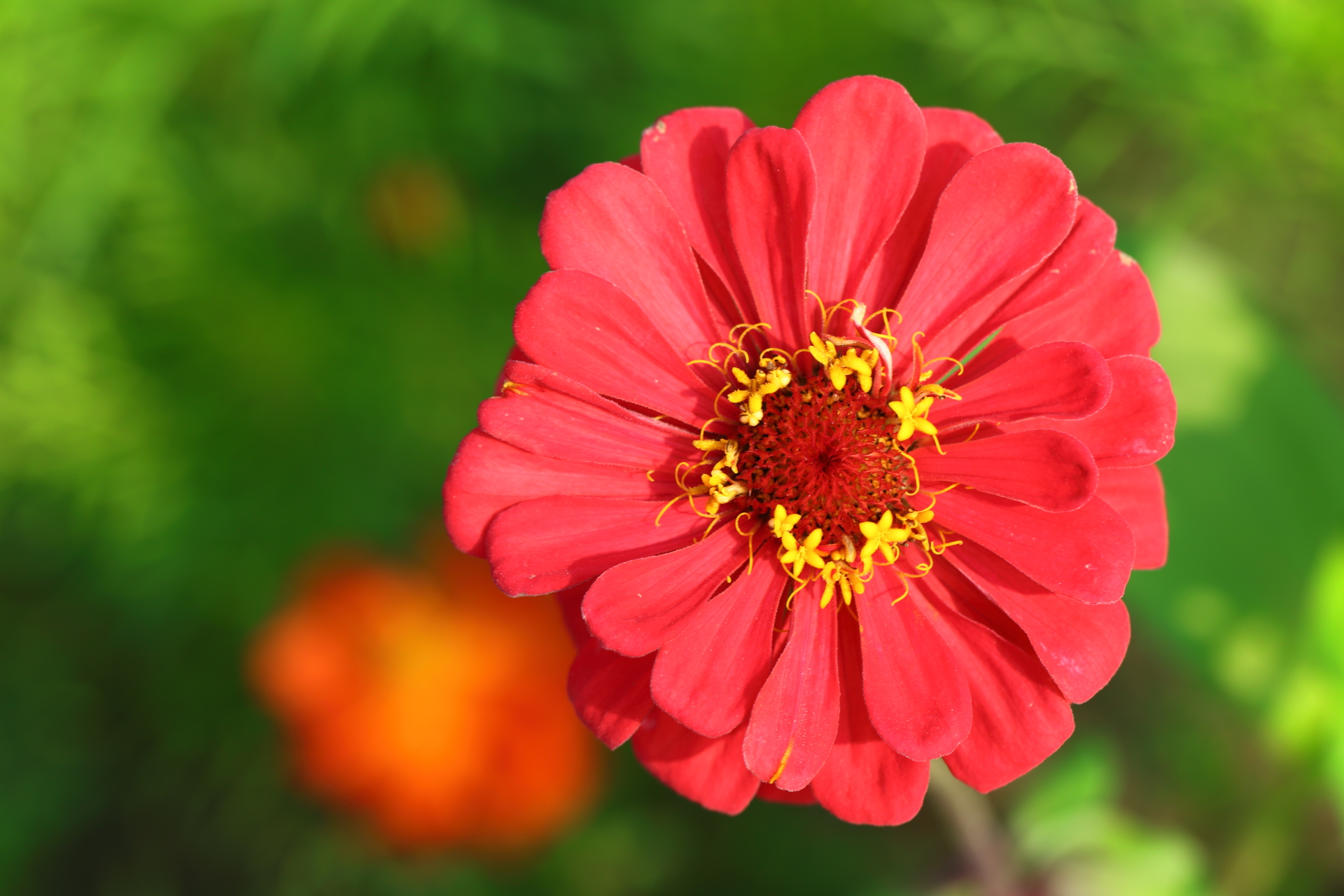 摄影如何"突出主体"?通过怎样的方法实现?