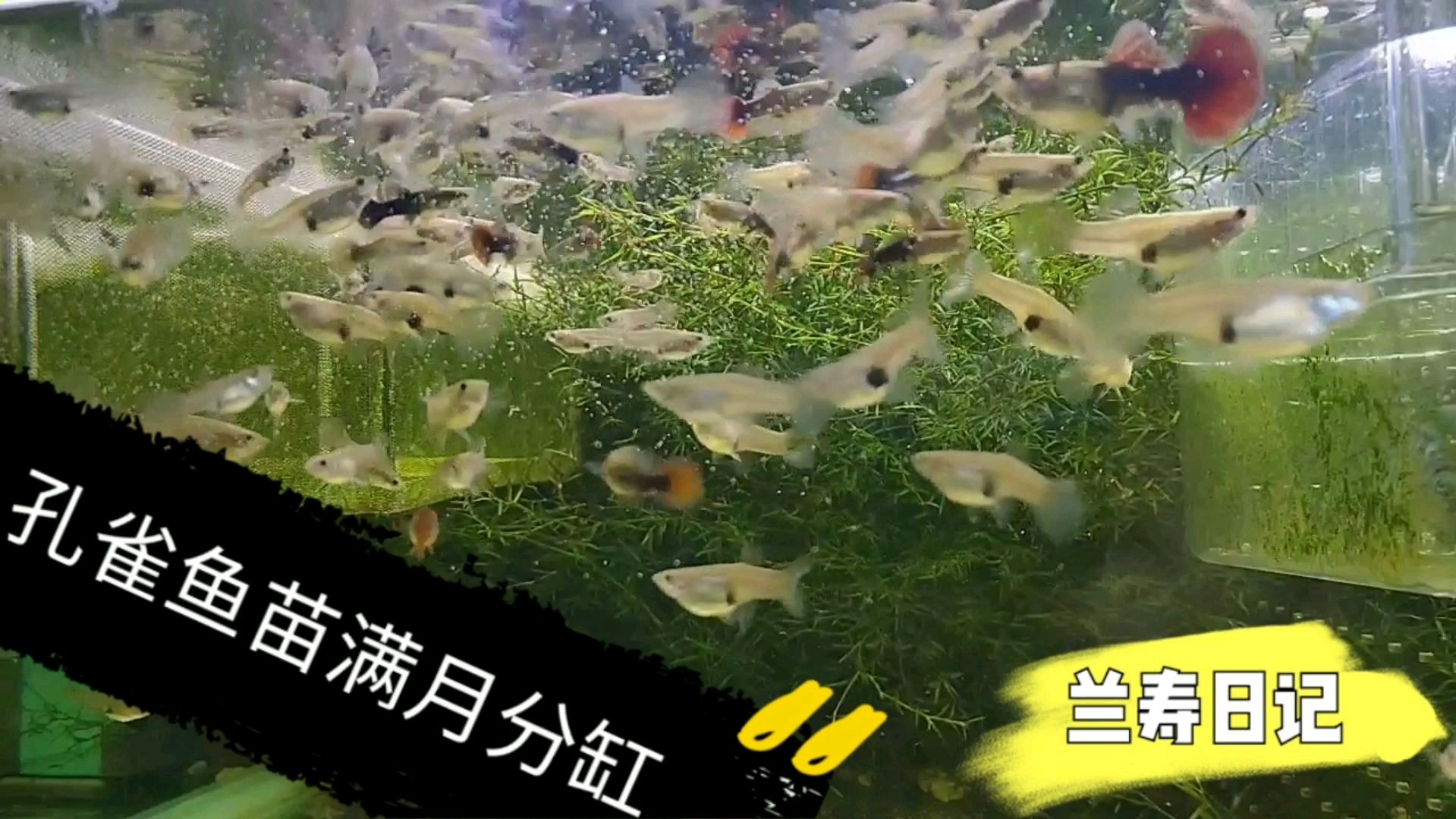 孔雀鱼满月分缸 空间更大才长得快 离爆缸更近一步