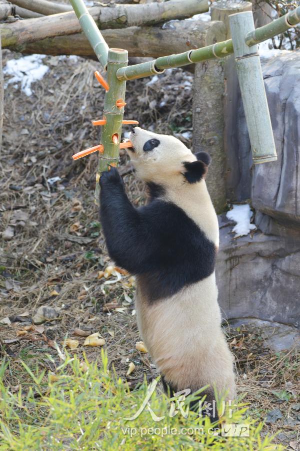 2019年1月1日,江苏省南京市红山动物园里的大熊猫正在吃竹笋.