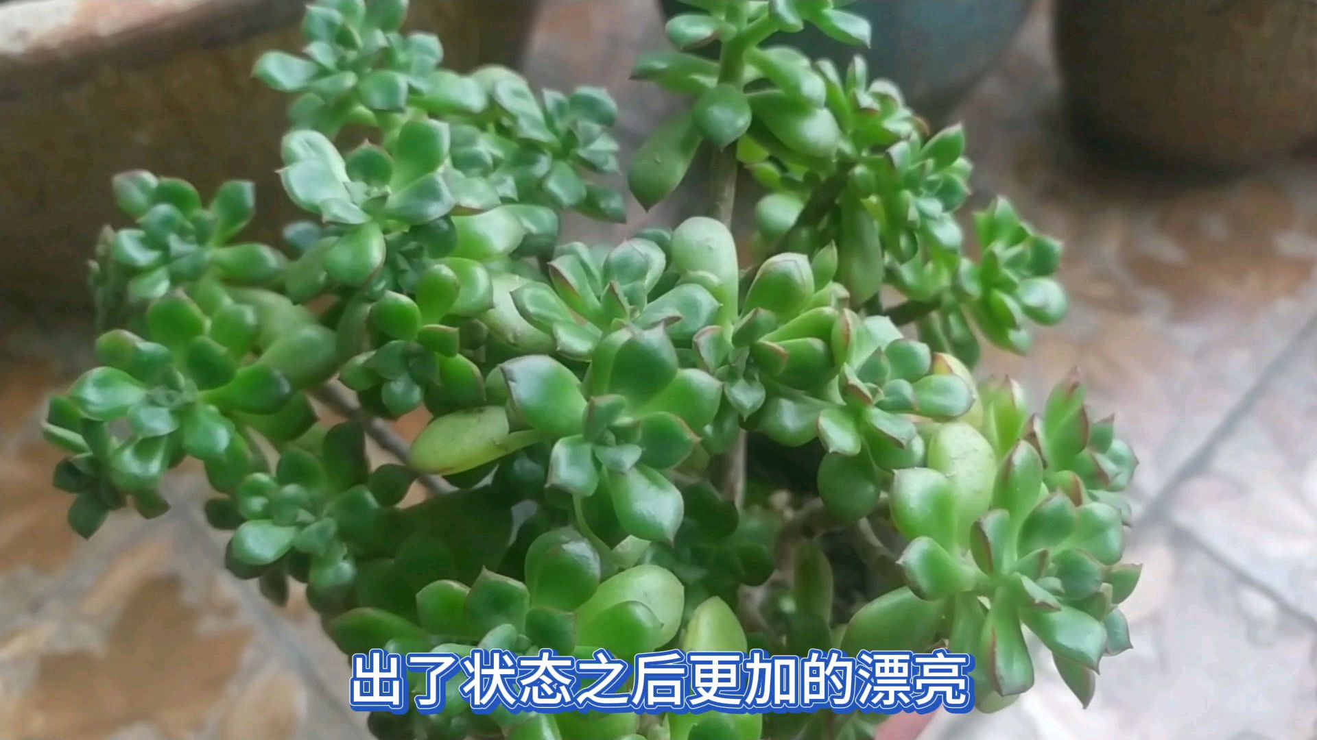 多肉酥皮鸭听着名字就想吃“酥皮鸭”,大家快来围观它的小老桩