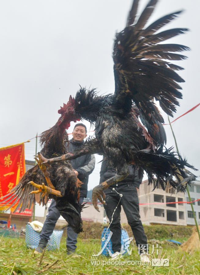 贵州凯里:苗族斗鸡闹新春