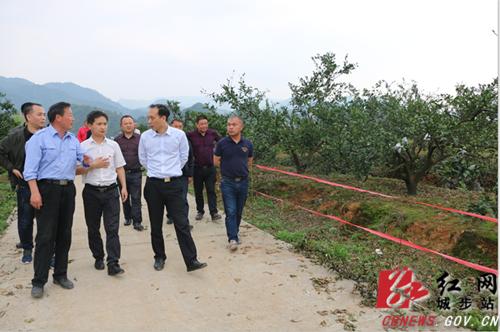 杨博理调研茅坪土桥脱贫攻坚工作