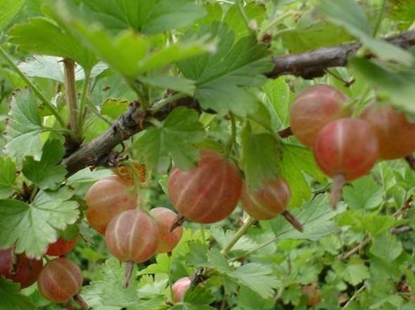 聪明人爱养这种"酸果树",果子像"红灯笼",1斤能卖50元!