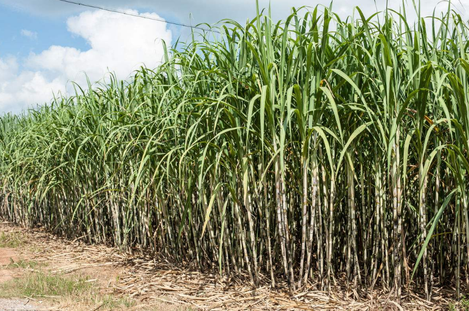知道高产甘蔗独有秘籍吗?方法非常的简单,让你的车都装不下!